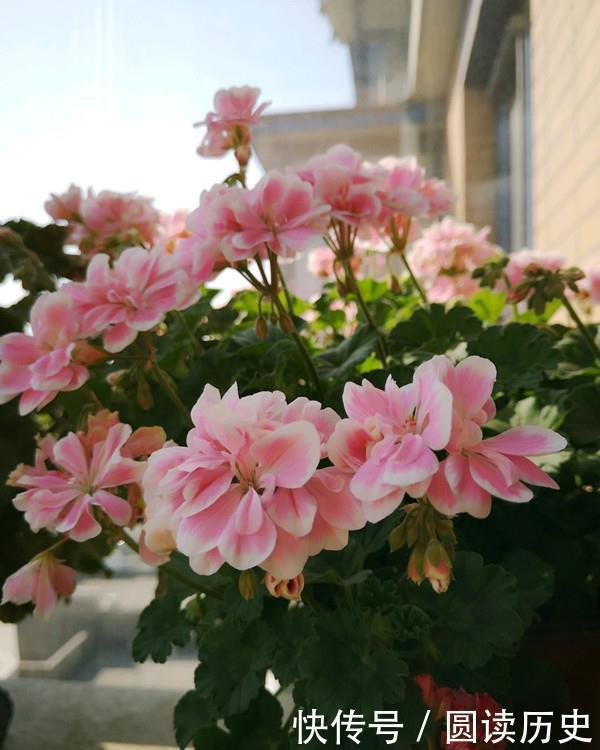 封闭阳台养啥花?天竺葵—“童话故事”,你值得拥有