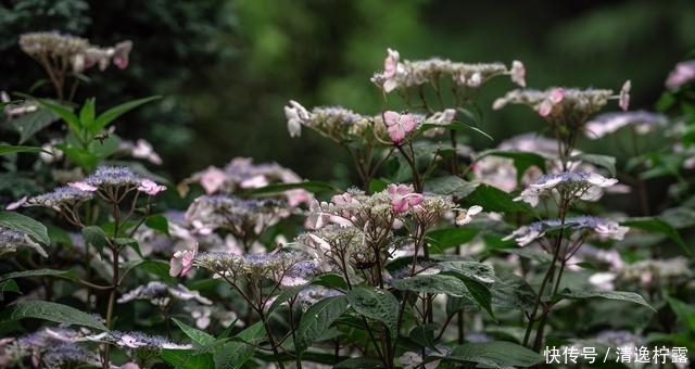 花都开好了，太湖鼋头渚五一假期赏花指南