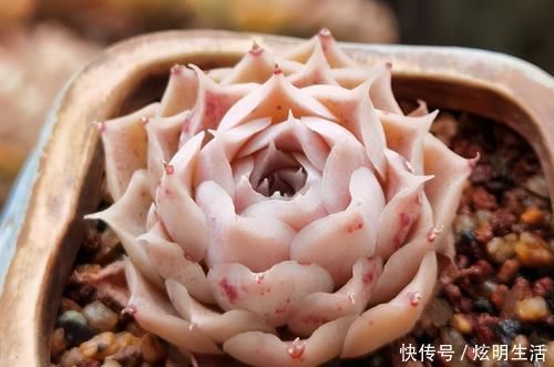 光照|多肉淋水后,哪些事情不该做,早知道才能避免“发烧”