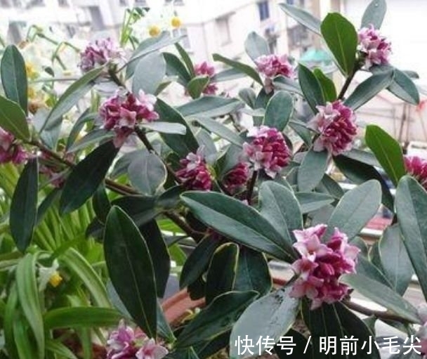 茉莉花|4种“懒人”盆栽花，浇水就疯长，开花漂亮上档次！