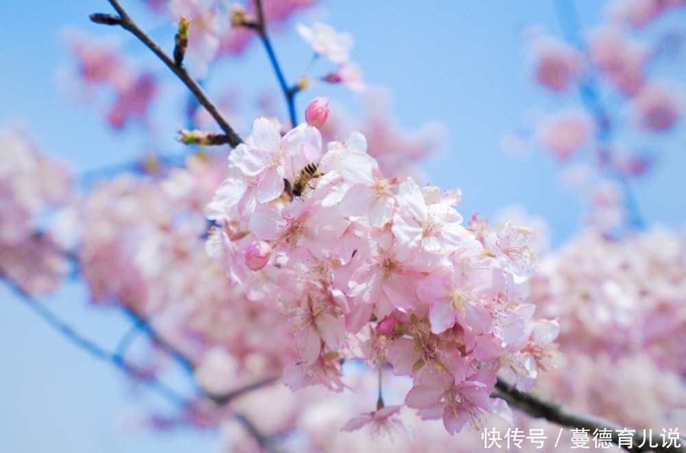 花花世界迷人眼！？在英德也能坐上火车看绚烂的花海，真是太美了！