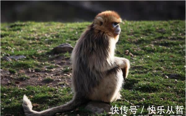 金猴|“天上凤凰，地上金猴”，强调80年“大金猴”，40岁后命有多好？