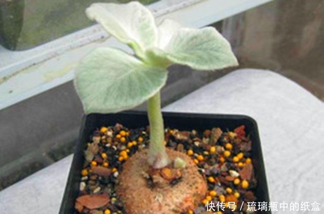 娇艳|断崖女王,多肉里的“三项全能选手”,做好3点,花开又多又娇艳