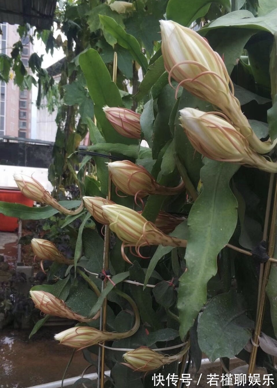 养了3年的昙花,终于开了50朵花,真是有“仙气”