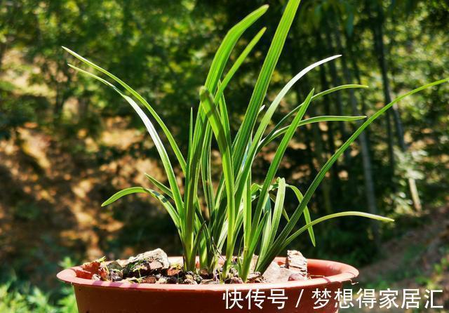 秋天养兰花最怕什么?犯了这3条禁忌,兰花就很难越冬