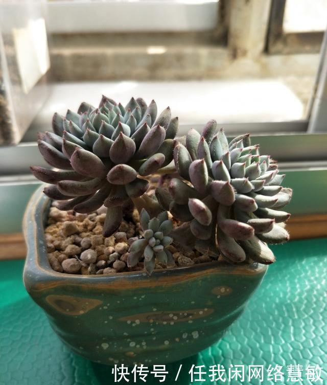 养了三年，多肉终于给点颜色瞧瞧了