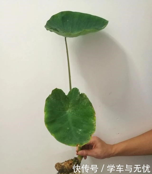 玉米掰一半,泡水里长成绿植,比花还美!