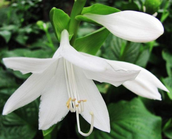 土壤|4种花超漂亮，个个美出状态，花开不断，还能旺财！