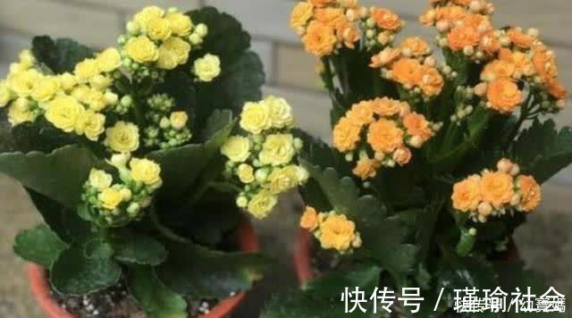枝叶|长寿花开完花，马上给它做“3件事”，很快再次孕蕾开花