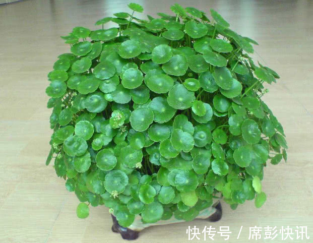 铜钱草叶子越长越少只需注意3个方面，叶子茂密轻松爆盆