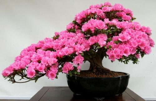 养杜鹃花,掌握几个要点,花大色艳,叶片翠绿,花开满枝头