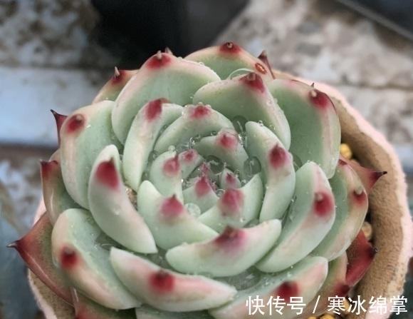 塑料|种多肉用小盆,一盆多种,挤在一起养,状态更好,根系更发达