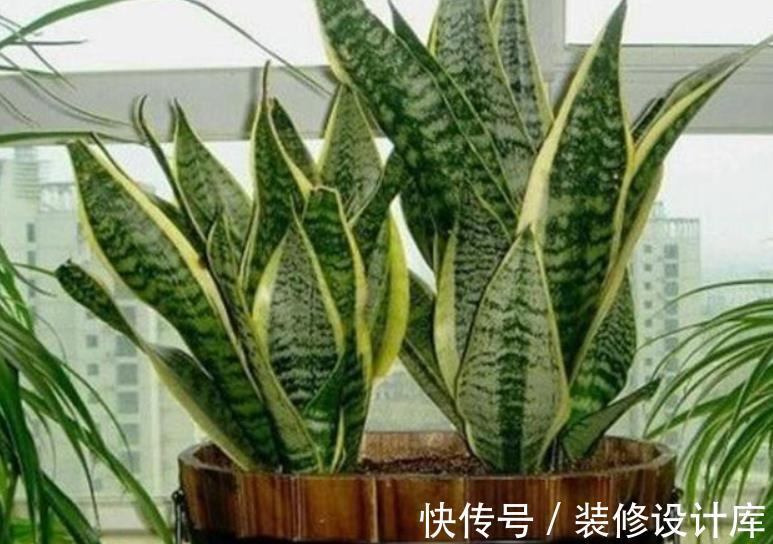 秋天养虎皮兰,了解掌握3个要点,不黄叶不发卷,长出侧芽养爆盆