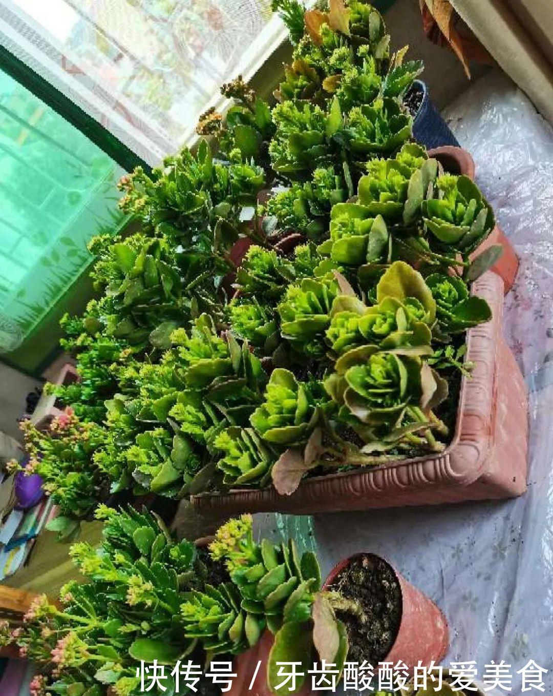 养花达人:38年前,掏家底儿买的2盆花,1盆被偷,1盆传给孙子