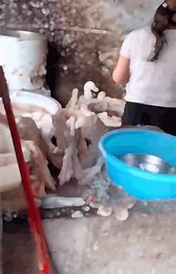 |搞笑GIF趣图救命啊!我被外星人劫持了,该怎么办?