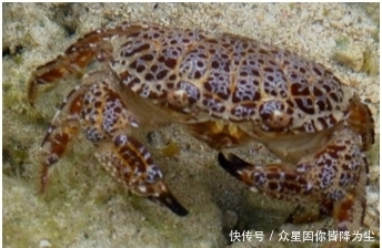  世界|世界上几种有毒的蟹，食用1只就可夺人性命