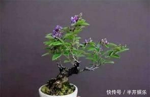 微型盆景的特点是小巧玲珑,占空间很少,四步让你学会制作微型盆景