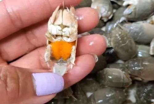 小伙|小伙街边卖“罕见”海鲜,15元一斤,路人不敢买,内行人买走十斤