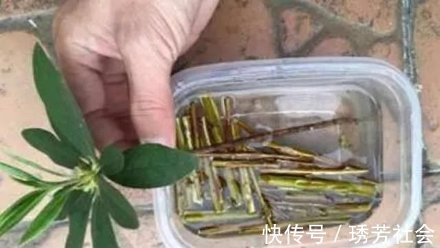 公园里面逛一逛,3种“垃圾”捡回家,花盆里扔一些,啥花都喜欢