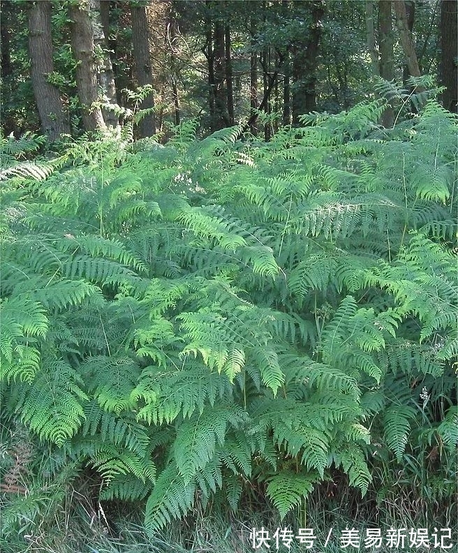 植物|全身带毒还致癌,为啥还要吃这玩意儿?