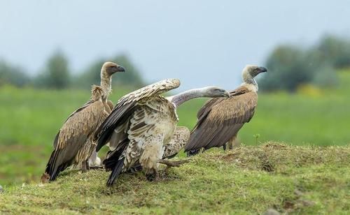 鹰的重生，折翅飞行，这些鹰的传说，都是真的吗？