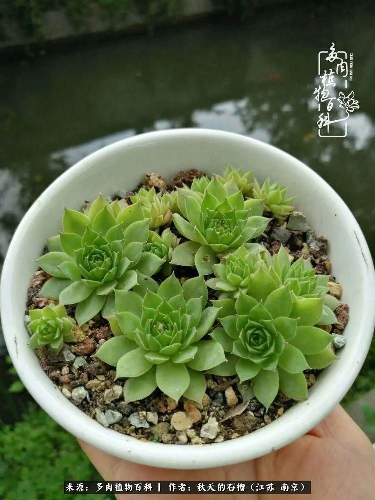 渡劫归来的肉肉,谁是谁的前世,谁又成了谁的今生