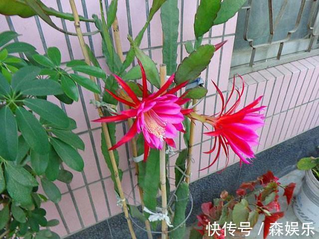 令箭荷花怎么养开花多 花期前的养护技巧你学会了吗