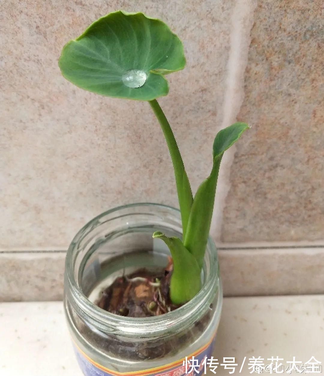 人参萝卜开花了，我种的花，都是这么奇奇怪怪