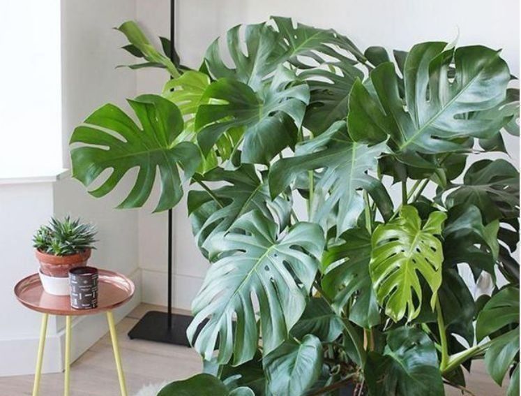 发枝|聪明人都养4种花，开花又大又艳，可以净化空气，还能帮助睡眠