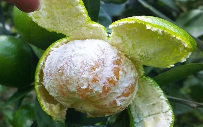 能省|食盐加橘子皮,喝一次能省下几百元,解决了男女的难题