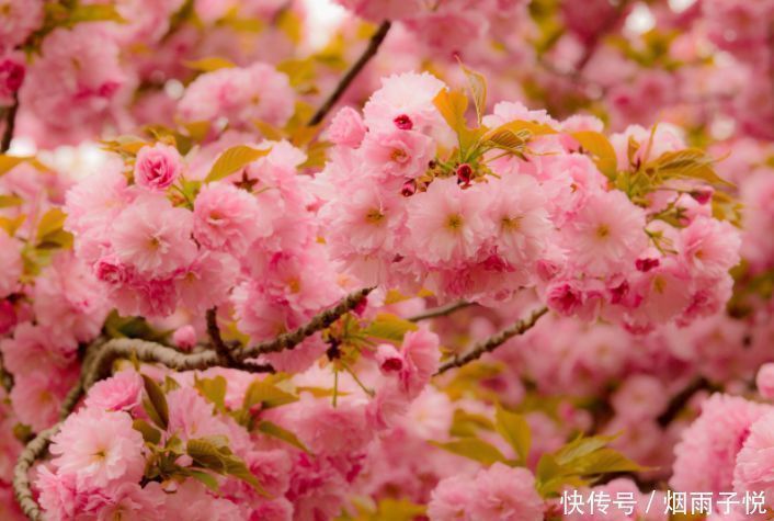 播种|家里养上3种花，耐热又耐寒，四季有花赏，五彩缤纷