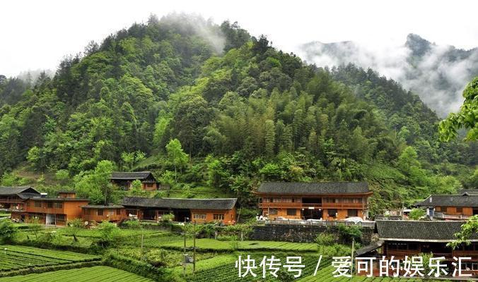 茶树|在农村,茶树也能盆栽做盆景,放在家里让房间充满淡淡的茶香
