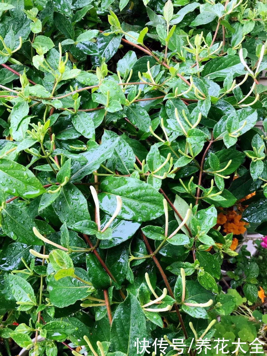 一扦插就活,还能用来泡茶喝,这花种了就是赚了