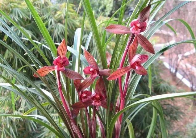 兰花花后出新芽,这段时间注意一点,新芽长得快,很长满盆