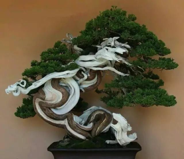 看到这些盆景以前的样子,我也是服了