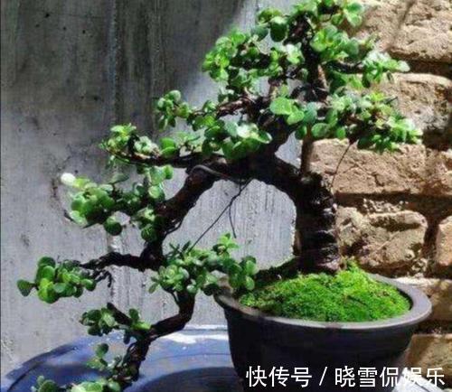 修剪|八月养金枝玉叶,激活“三开关”,窜出八爪根,次年长成苍劲老桩