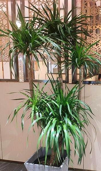 龙血树就要“惯”着养，满足“小爱好”，10年不烂叶，茂密油绿