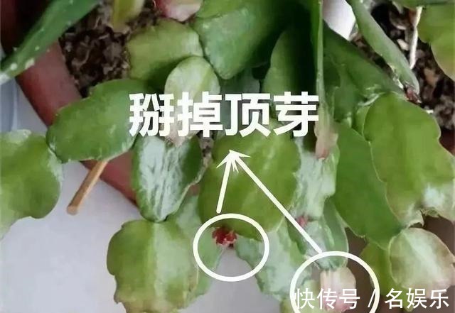 8种花现在赶紧剪,剃光头撸光叶,越狠越爆盆