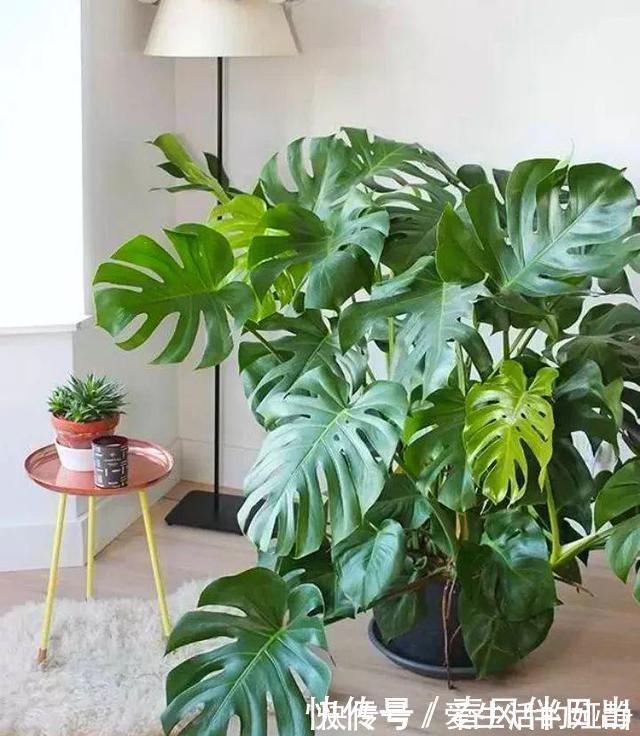 养花|聪明人客厅养花,首选“6种”盆栽,好养好看,家人身体越来越好