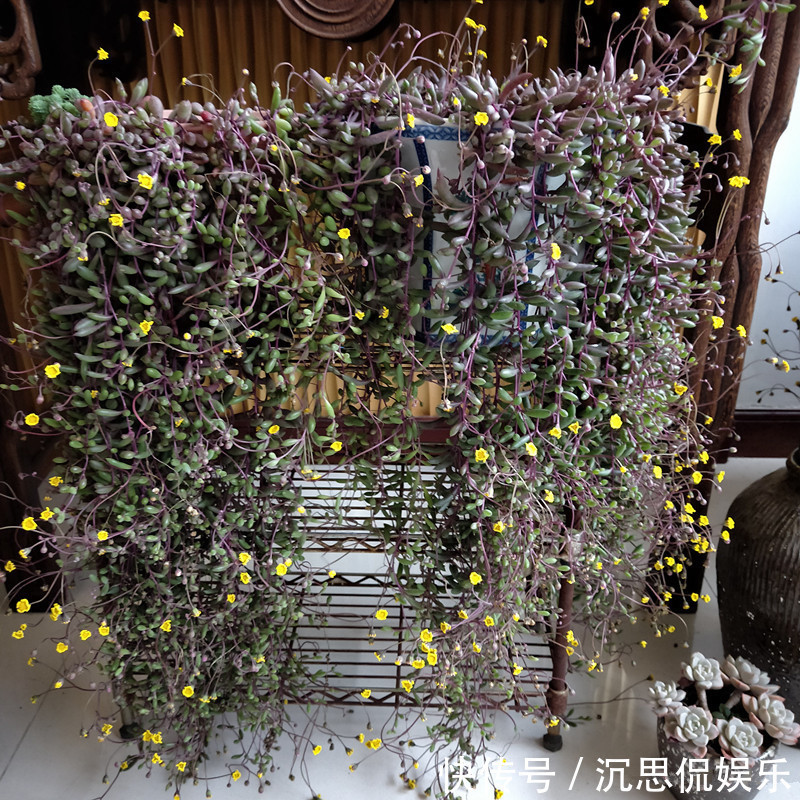 紫玄月|多肉植物紫玄月,好养如绿萝,爆盆后像瀑布,开花勤快,值得入手