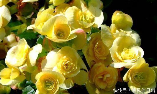 几款植物养在家里,好养易爆盆,是很好的家庭盆栽