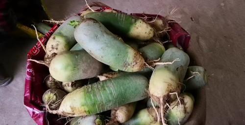 萝卜火热上市,究竟是白萝卜还是青萝卜好?看后别再瞎买了