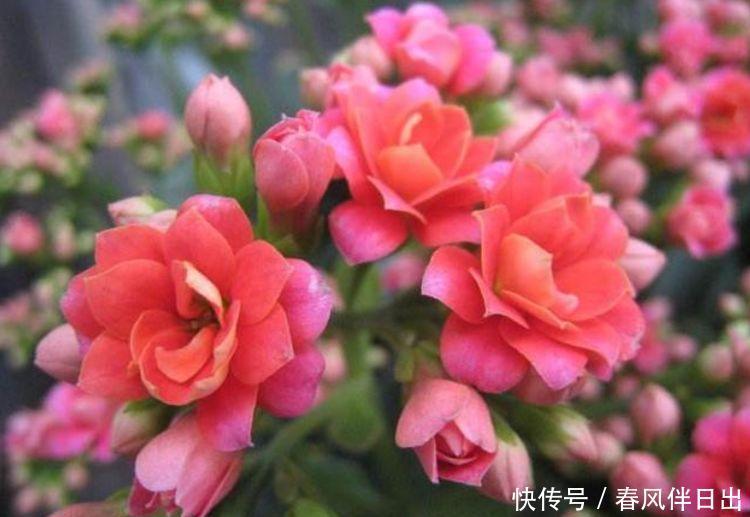 5种花养家里,好养又漂亮,开花多花期长,价格便宜不心疼