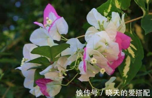 超美|从8月16日开始，家养此款花卉，花朵清新优雅，花超美