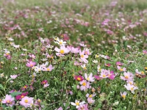 这里的格桑花开满遍地！掏出手机随手一张，美爆朋友圈～