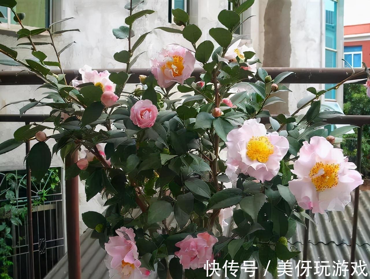 七种“富贵花”,适合冬天养,寓意吉祥又大气,关键还喜庆