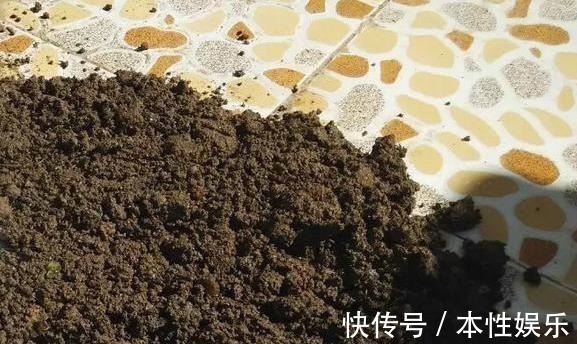 塑料袋|养花土,用一个塑料袋,轻松杀虫灭菌,花盆里一个虫子都没有