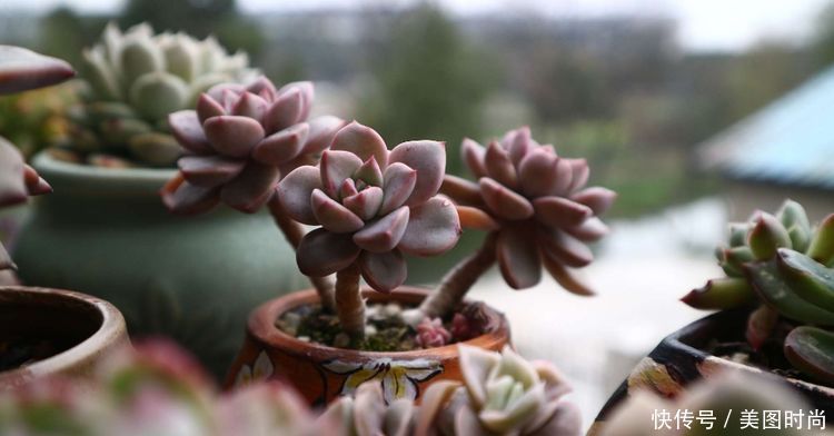 洋房|为了可以养花,我建了座小洋房,终于可以打造梦寐以求的花园了