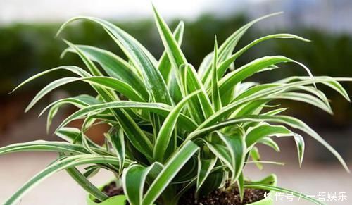 卫生间放一盆这个花,再也没有异味了,蚊虫也不见了