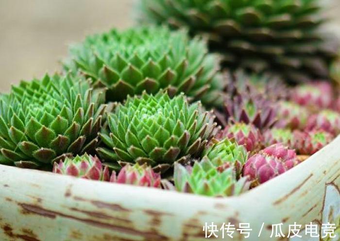 苏珊娜|观音莲这样养,不用施肥照样长满花盆